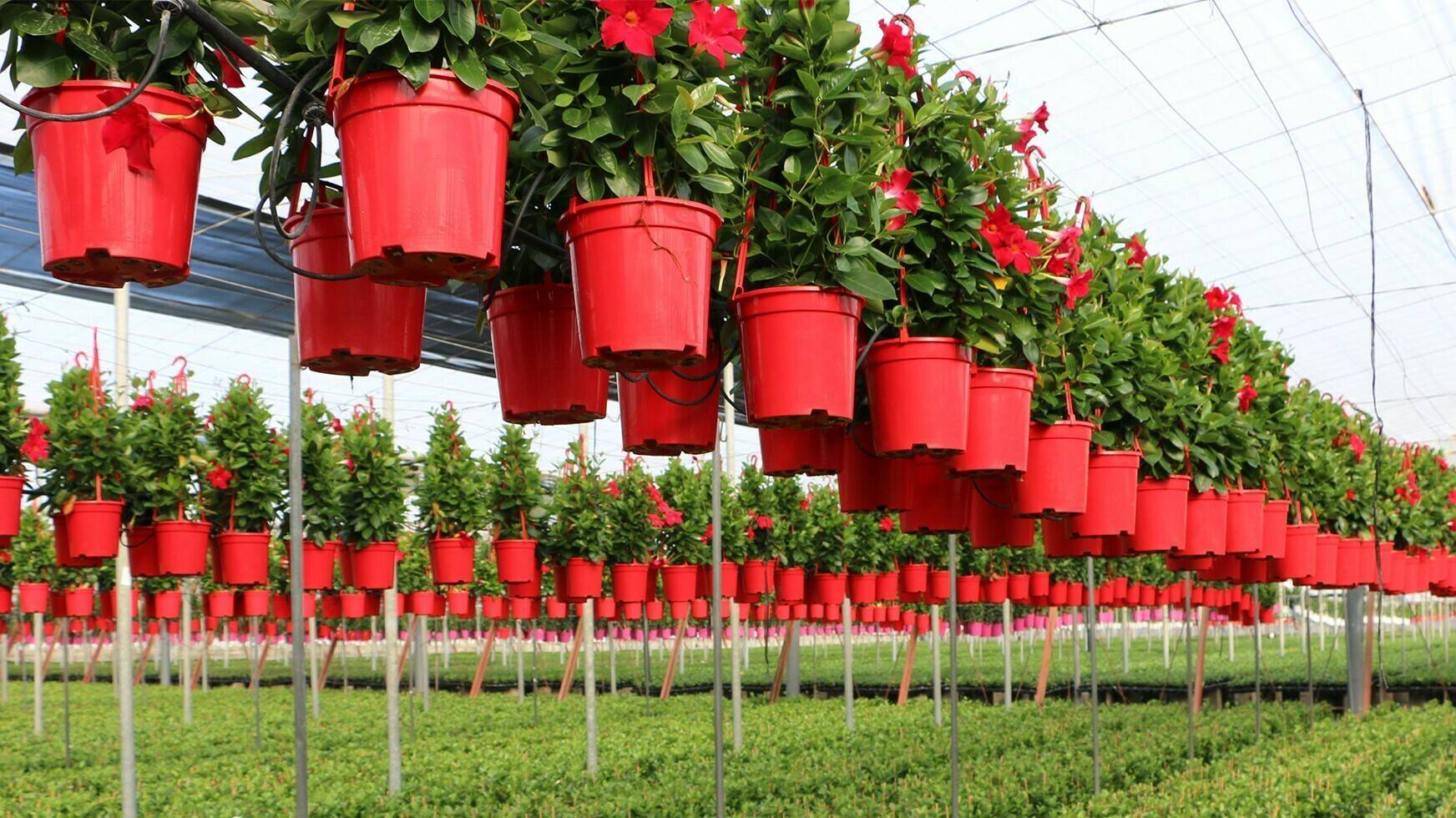 cultivo-dipladenia|656565